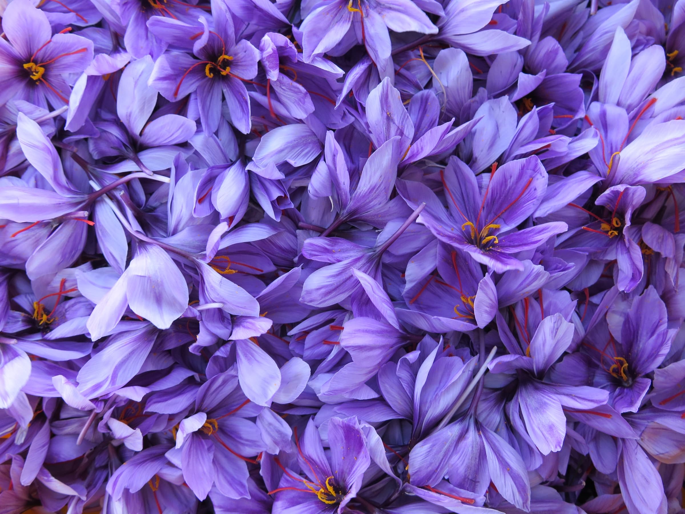 A heap of purple crocus flowers, their red saffron threads and yellow stamens showing