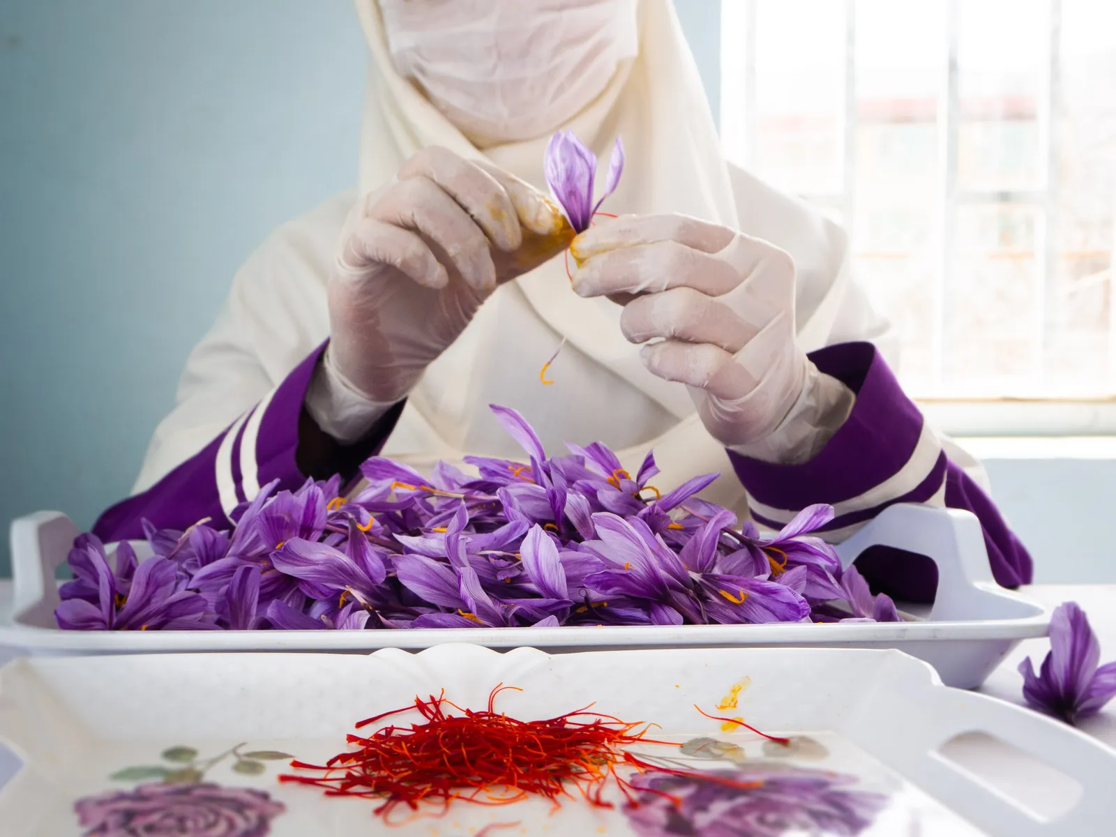 A woman in gloves and a cream headscarf picks the red threads from a crocus flower over a tray of purple blossoms, a pile of saffron in front of her